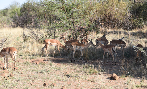 彩虹国家南非,彩虹国度南非之旅