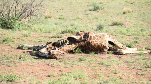彩虹国家南非,彩虹国度南非之旅