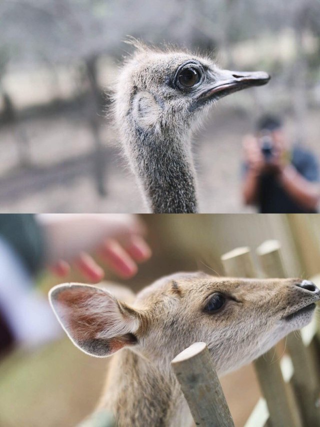 蔚蓝色的毛球-毛里求斯行记