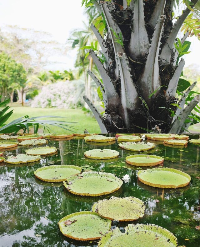 蔚蓝色的毛球-毛里求斯行记