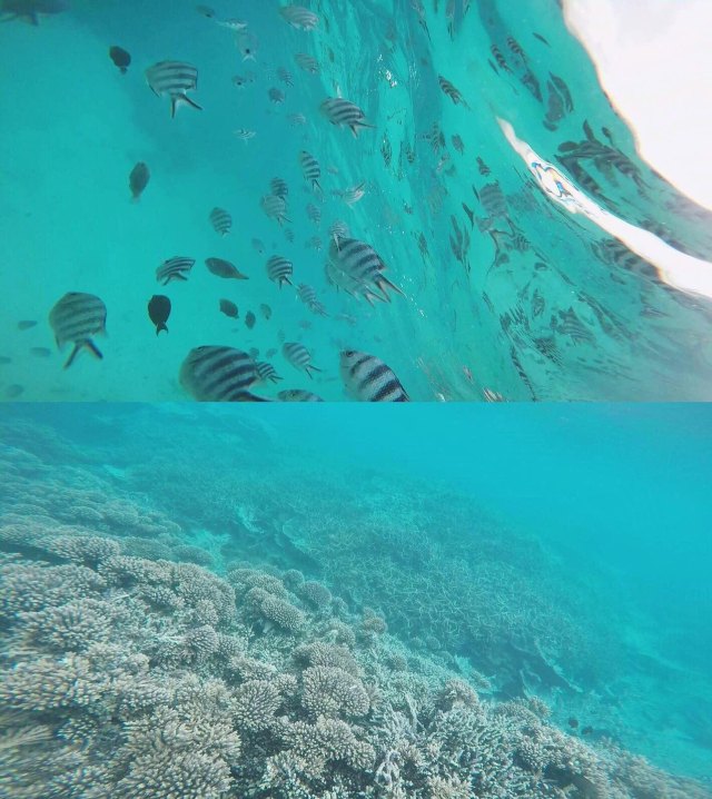 蔚蓝色的毛球-毛里求斯行记