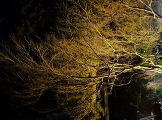 与日本冬天不期而遇,与日本冬天不期而遇后续