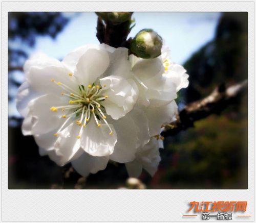 人间四月芳菲尽山寺桃花始盛开,人间四月芳山寺桃花始盛开