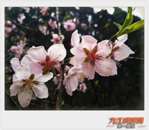人间四月芳菲尽山寺桃花始盛开,人间四月芳山寺桃花始盛开