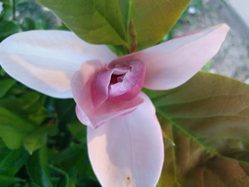 三星c5pro上手评测,三星c5手机测评