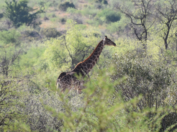彩虹国家南非,彩虹国度南非之旅