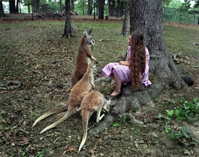 大猩猩给老虎喂奶,大猩猩给老虎喂奶太温馨太感动了