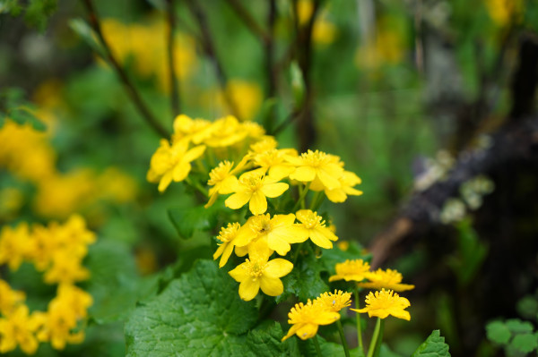 九寨黄龙成都自由行6日,成都九寨沟黄龙五天四晚自由行