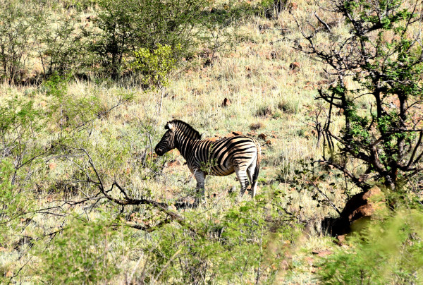 彩虹国家南非,彩虹国度南非之旅