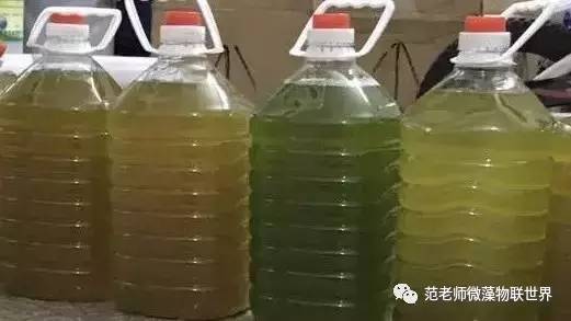 池塘微藻处理,微藻观察