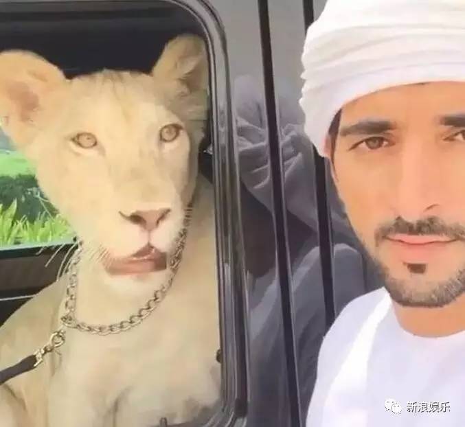 文莱王子宠老虎的画面好苏！各国高质量王子，哪个是你的菜？