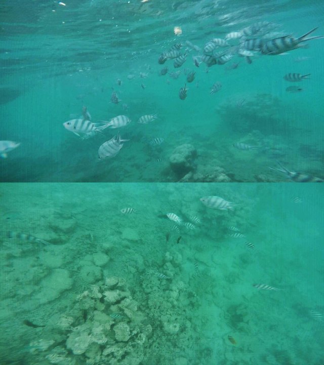 蔚蓝色的毛球-毛里求斯行记