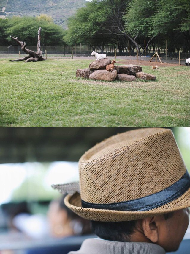 蔚蓝色的毛球-毛里求斯行记