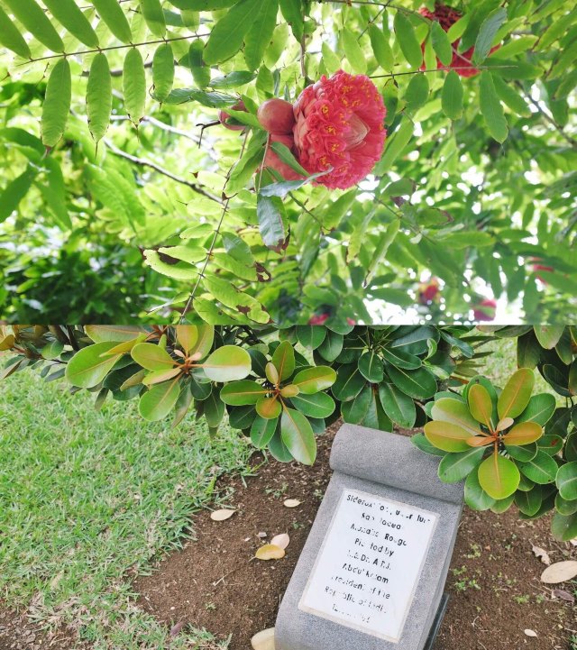 蔚蓝色的毛球-毛里求斯行记