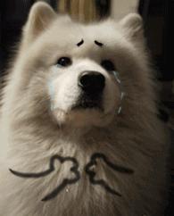 天惹噜！你有八成的可能买到“假洋奶粉”