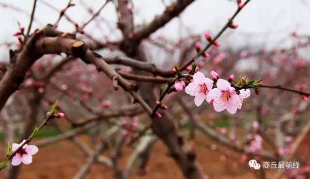 我叫商丘，这是我的最新简历，请多关照！