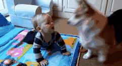 大猩猩给老虎喂奶,大猩猩给老虎喂奶太温馨太感动了