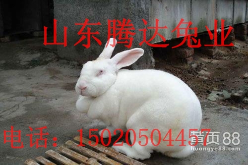 獭兔种兔,獭兔养殖獭兔种兔多少钱一只