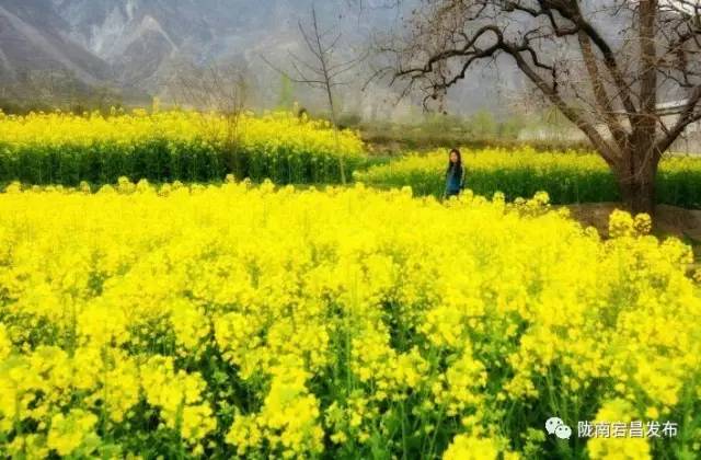 愿和你相遇,宕昌春晚春暖花开