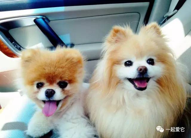 博美跟俊介是一种狗吗,博美俊介比熊有什么区别