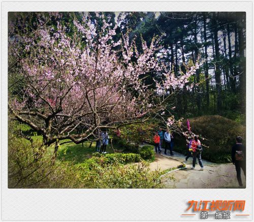 人间四月芳菲尽山寺桃花始盛开,人间四月芳山寺桃花始盛开