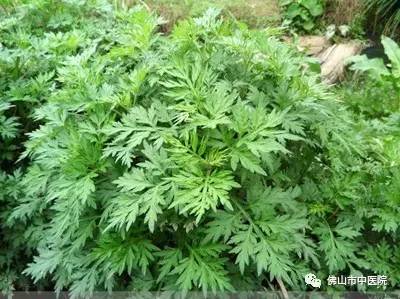 艾叶糍粑用哪种艾叶好,艾草糍粑用哪种艾叶