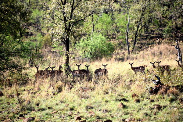 彩虹国家南非,彩虹国度南非之旅