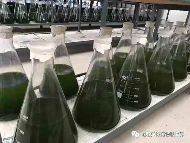 池塘微藻处理,微藻观察