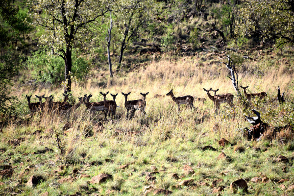 彩虹国家南非,彩虹国度南非之旅
