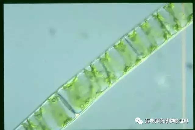 池塘微藻处理,微藻观察