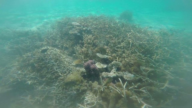 蔚蓝色的毛球-毛里求斯行记