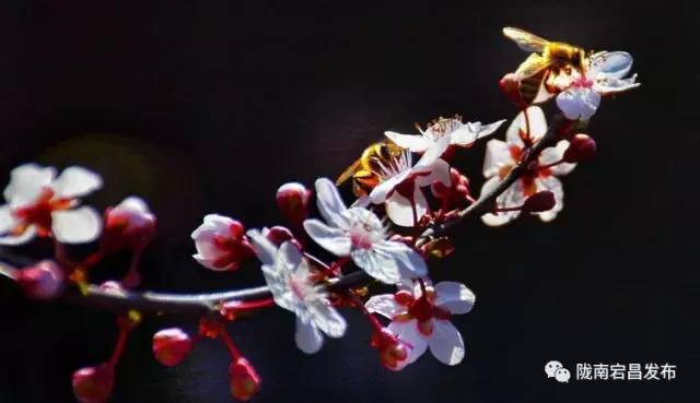 愿和你相遇,宕昌春晚春暖花开