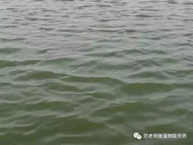 池塘微藻处理,微藻观察