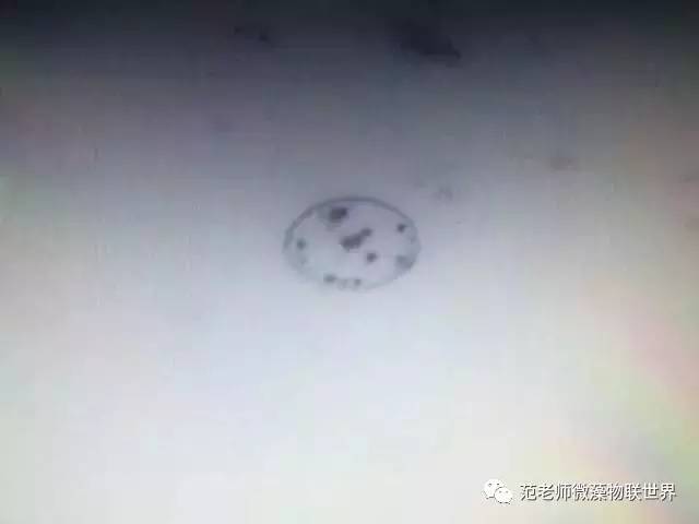 池塘微藻处理,微藻观察