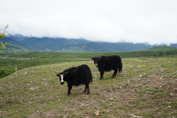 九寨黄龙成都自由行6日,成都九寨沟黄龙五天四晚自由行