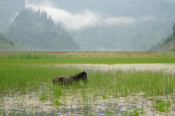 九寨黄龙成都自由行6日,成都九寨沟黄龙五天四晚自由行