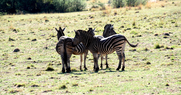 彩虹国家南非,彩虹国度南非之旅