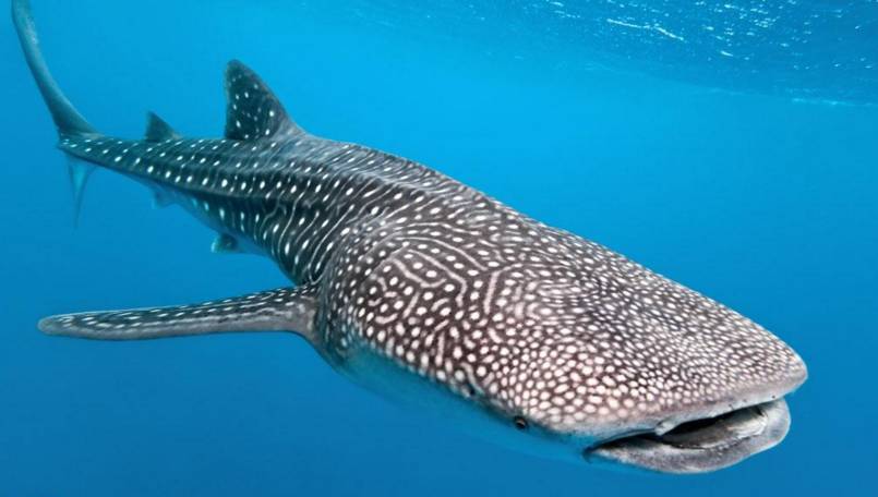 最新停止药品名单,最新移除的药品目录