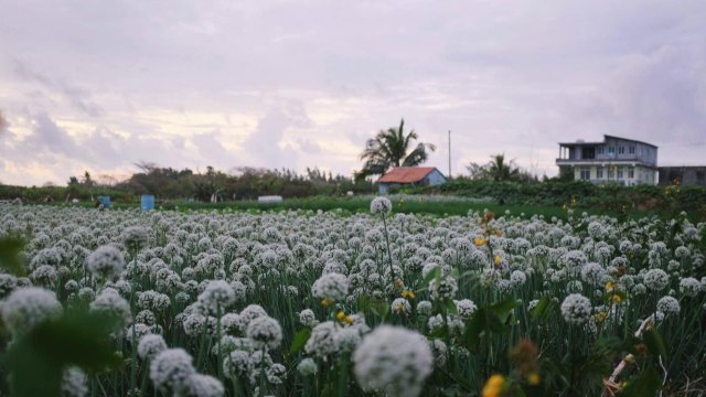 蔚蓝色的毛球-毛里求斯行记