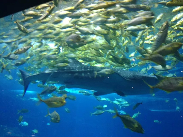 珠海长隆海洋王国攻略2天亲子游,珠海长隆海洋王国旅游亲子攻略