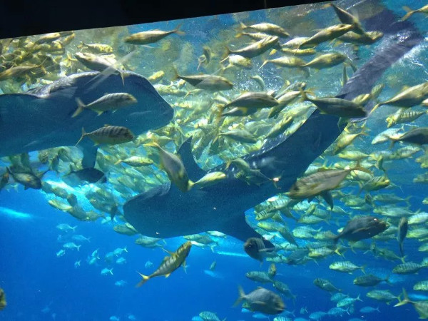 珠海长隆海洋王国攻略2天亲子游,珠海长隆海洋王国旅游亲子攻略
