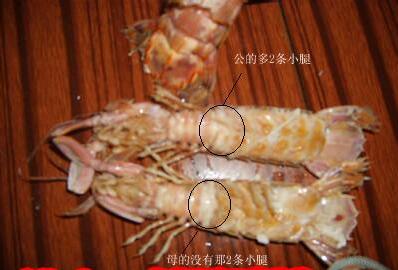 “注胶皮皮虾”视频刷屏青岛人笑了:不吃别浪费