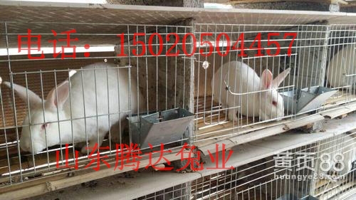 獭兔种兔,獭兔养殖獭兔种兔多少钱一只