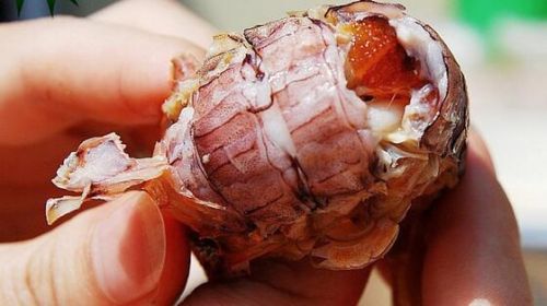 “注胶皮皮虾”视频刷屏青岛人笑了:不吃别浪费