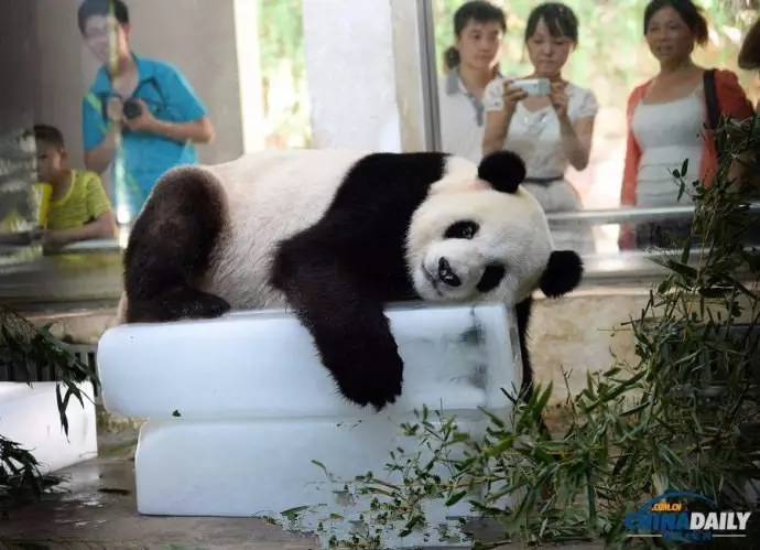 大猩猩给老虎喂奶,大猩猩给老虎喂奶太温馨太感动了