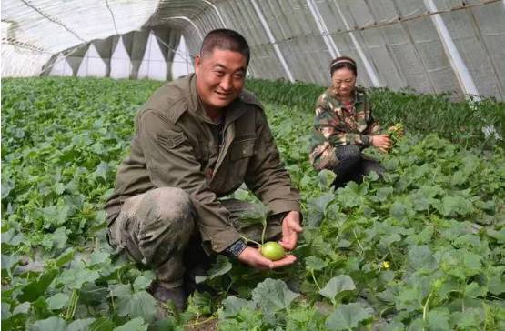 布海镇香瓜,德惠市布海香瓜