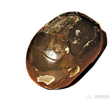 沂水一母猪体内现宝物？价值连城？