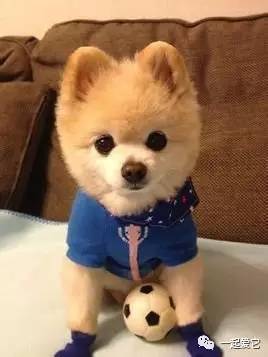 博美跟俊介是一种狗吗,博美俊介比熊有什么区别