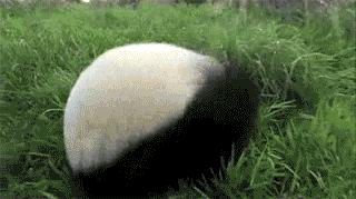 大猩猩给老虎喂奶,大猩猩给老虎喂奶太温馨太感动了