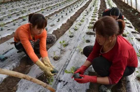 布海镇香瓜,德惠市布海香瓜